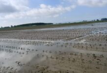 Maltempo del 2 giugno: ingenti danni alle aziende agricole del Piacentino